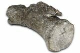 Sauropod (Diplodocus?) Distal Caudal Vertebra - Wyoming #377936-4